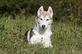 SIBERIAN HUSKY 897